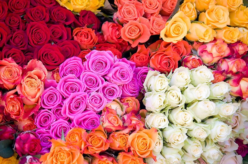 Roses, Garden Roses, Long Stem Roses, Spray Roses